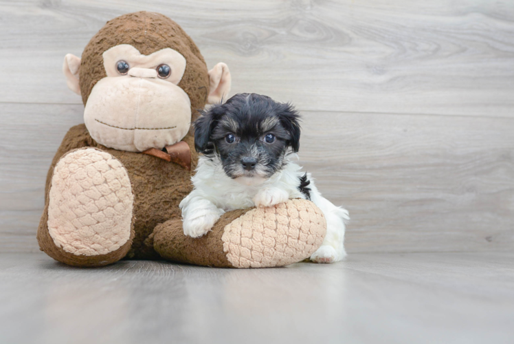 Energetic Shihpoo Poodle Mix Puppy