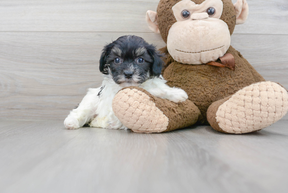 Shih Poo Puppy for Adoption