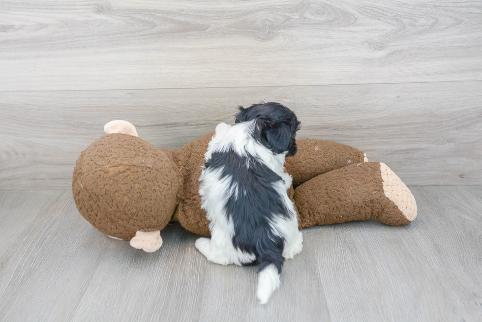 Shih Poo Pup Being Cute