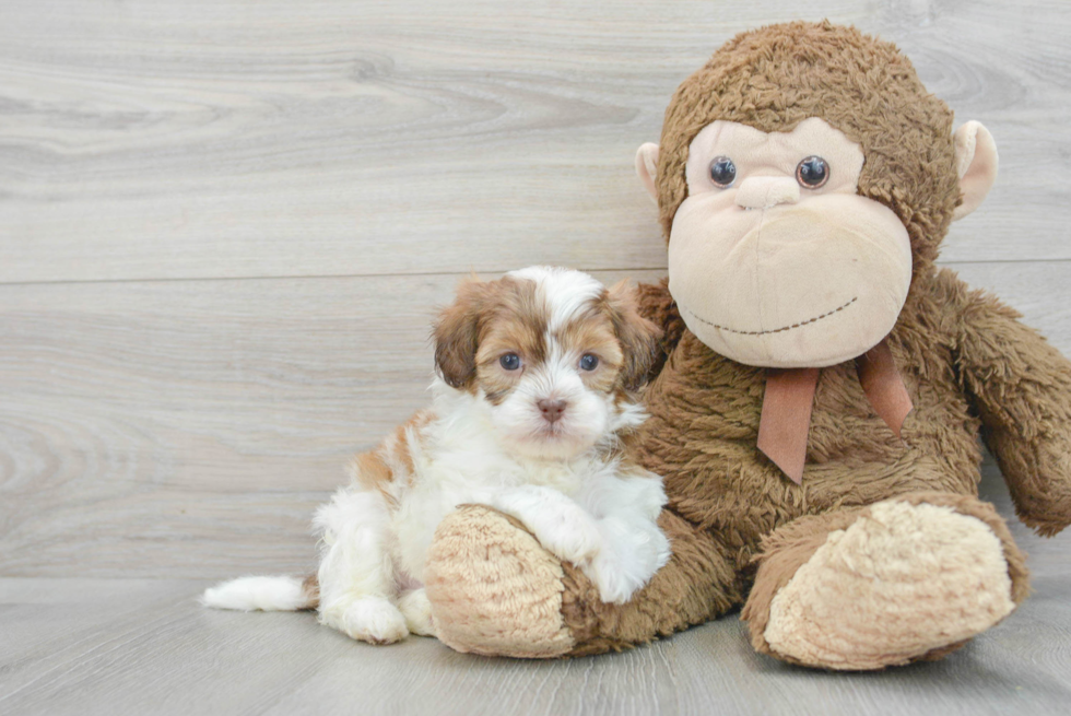 Best Shih Poo Baby