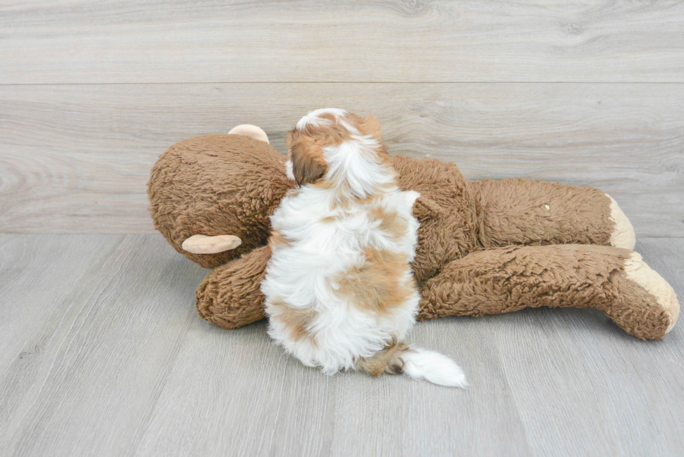 Shih Poo Puppy for Adoption