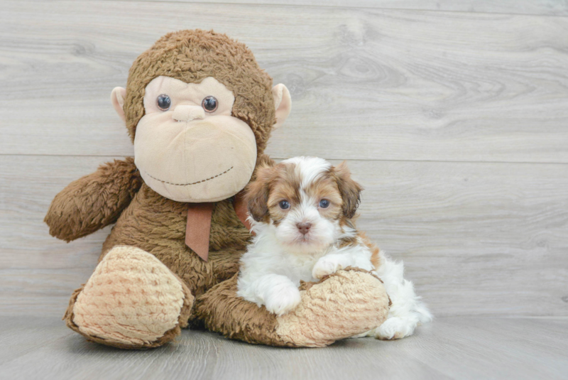 Meet Cole - our Shih Poo Puppy Photo 3/3 - Premier Pups