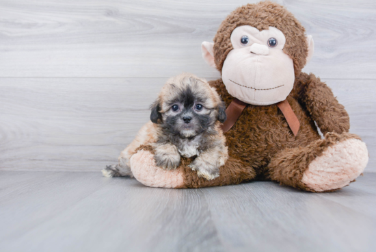 Sweet Shih Poo Baby