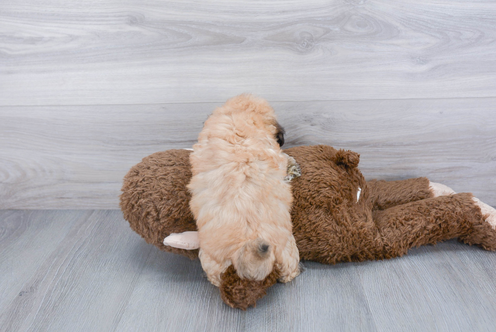 Popular Shih Poo Poodle Mix Pup