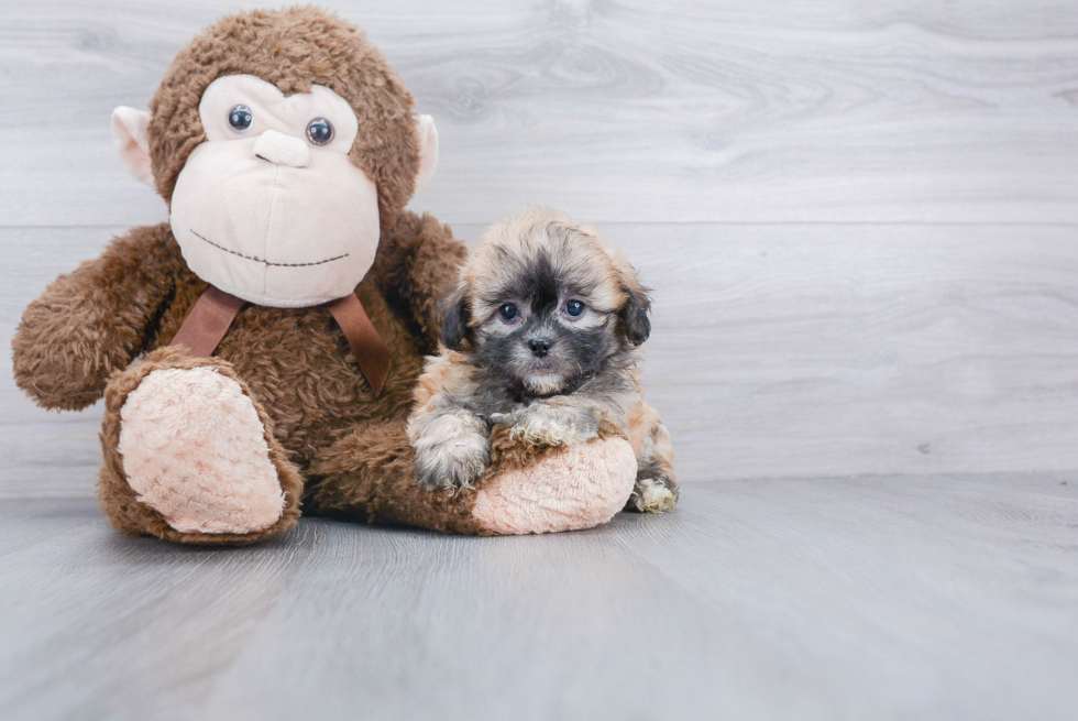 Best Shih Poo Baby