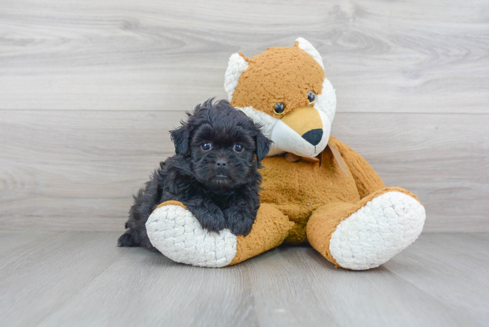 Shih Poo Pup Being Cute