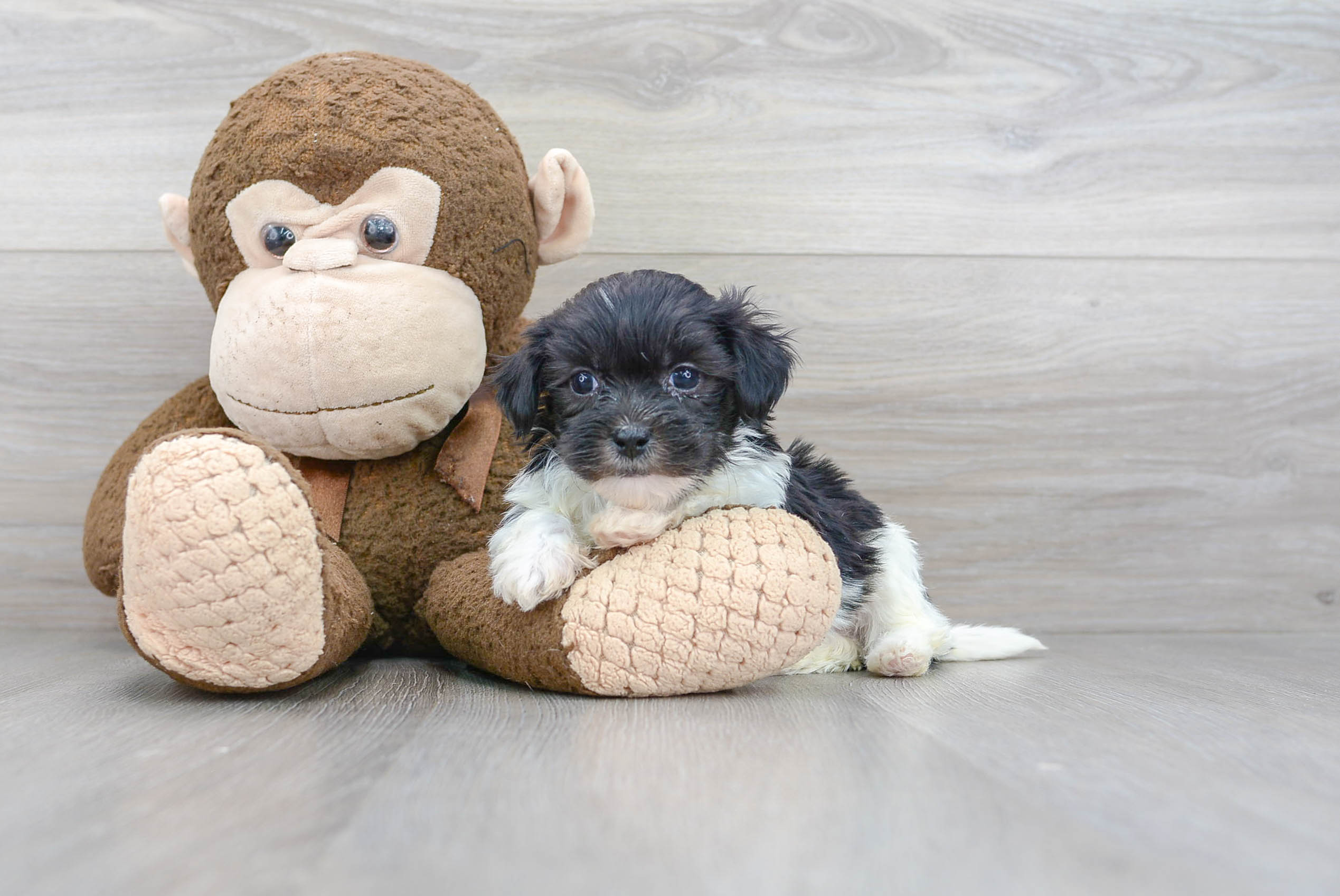 Funny Shih Poo Poodle Mix Pup