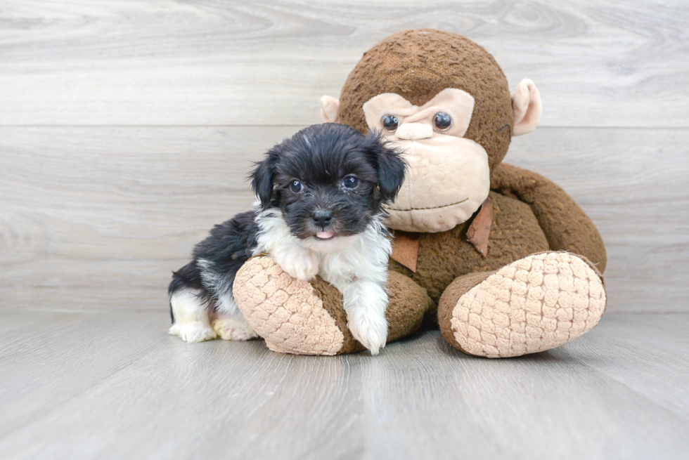 Adorable Shihpoo Poodle Mix Puppy