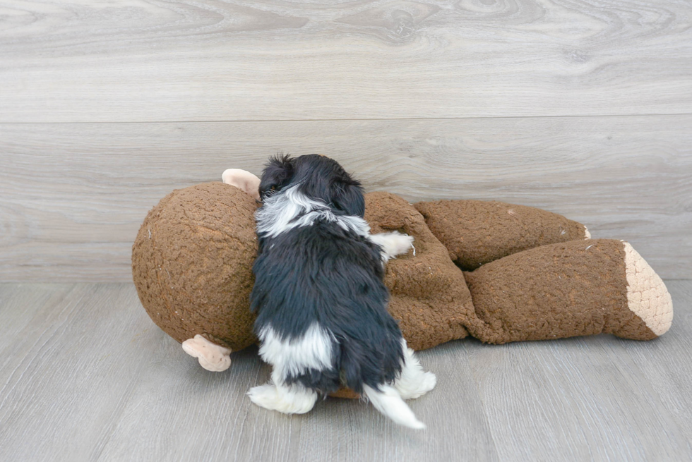 Shih Poo Puppy for Adoption