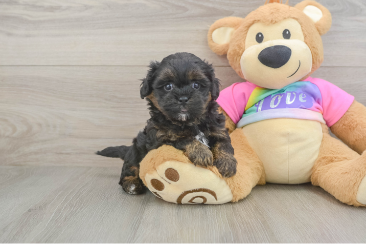Energetic Shihpoo Poodle Mix Puppy