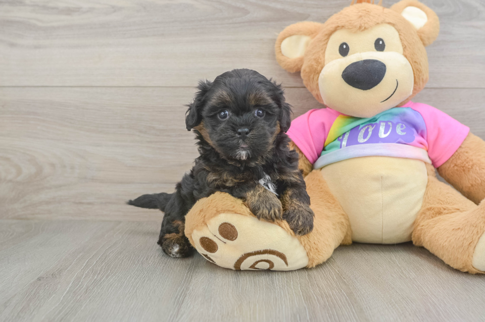5 week old Shih Poo Puppy For Sale - Premier Pups