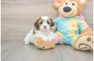 Shih Poo Puppy for Adoption
