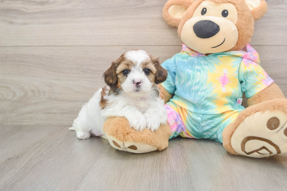 Shih Poo Puppy for Adoption