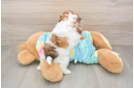 Smart Shih Poo Poodle Mix Pup