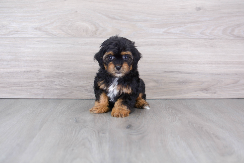 Friendly Shih Poo Baby