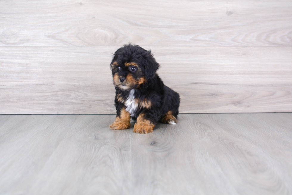 Energetic Shihpoo Poodle Mix Puppy