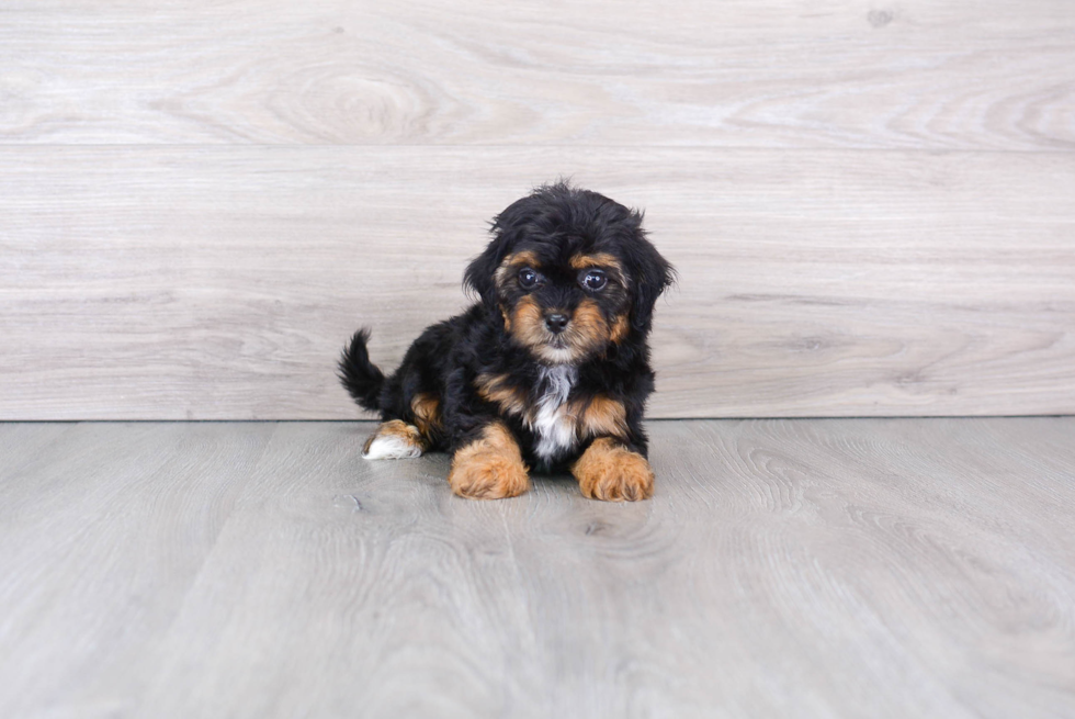 Little Shih Poo Poodle Mix Puppy