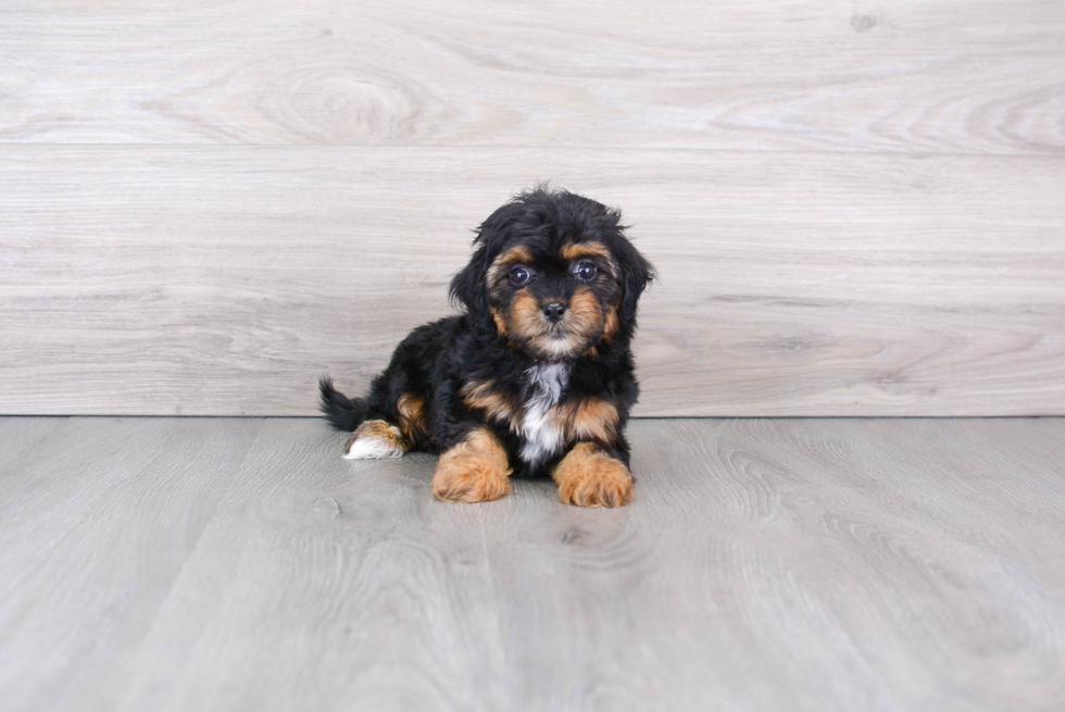 Shih Poo Puppy for Adoption