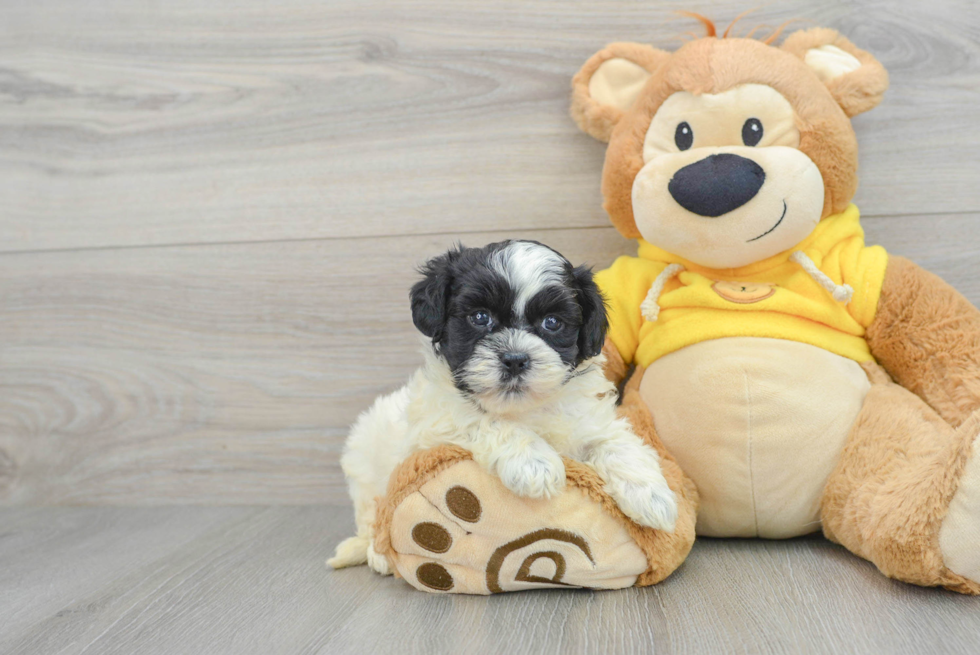 Cute Shih Poo Baby