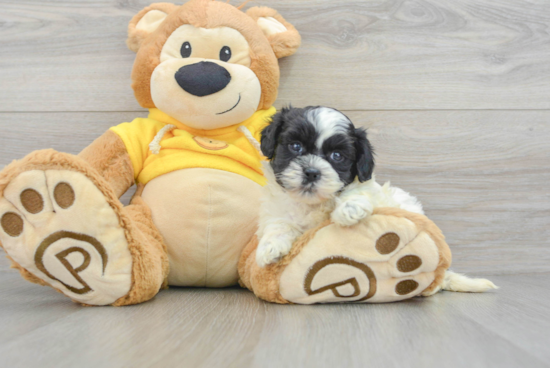 Friendly Shih Poo Baby