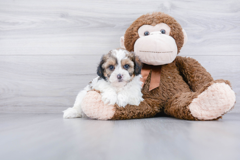 Best Shih Poo Baby