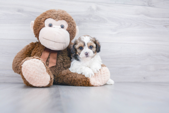 Playful Shihpoo Poodle Mix Puppy