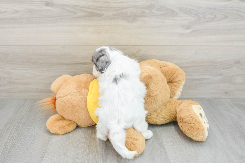 Friendly Shih Poo Baby