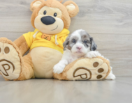 9 week old Shih Poo Puppy For Sale - Premier Pups