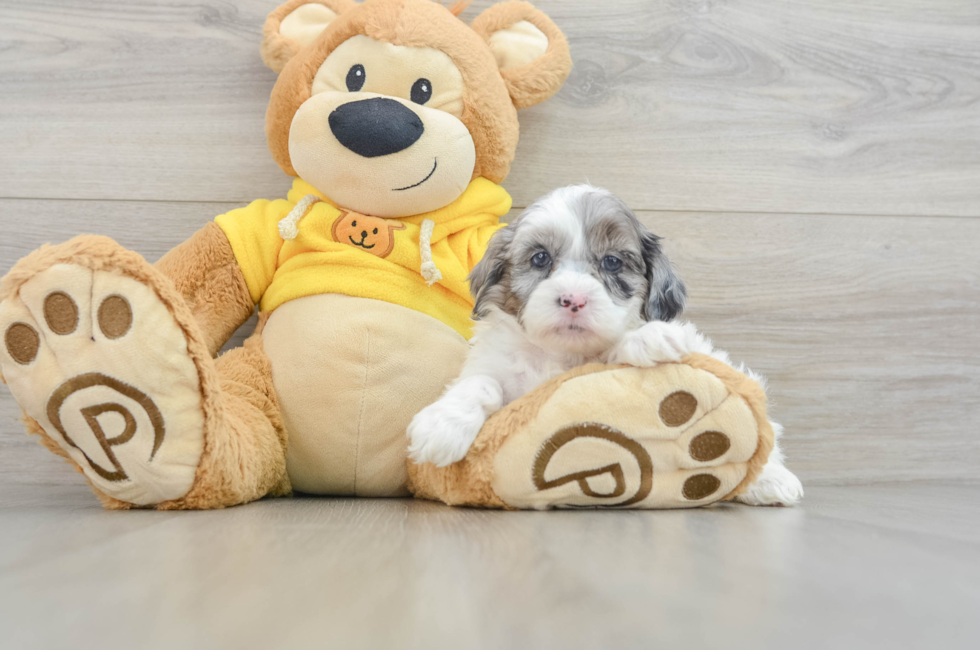 5 week old Shih Poo Puppy For Sale - Premier Pups