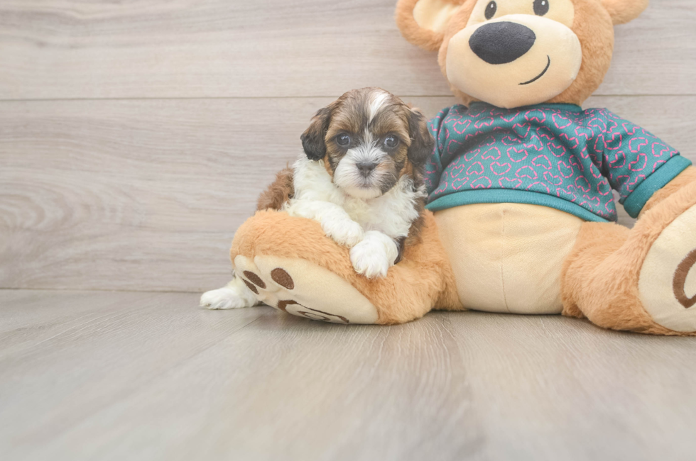 5 week old Shih Poo Puppy For Sale - Premier Pups