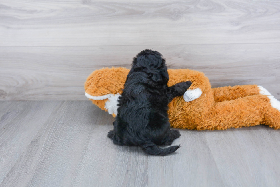 Little Shihpoo Poodle Mix Puppy