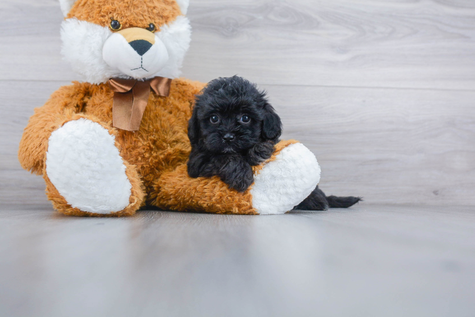 Shih Poo Puppy for Adoption