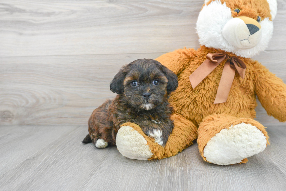 Friendly Shih Poo Baby