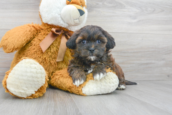 Funny Shih Poo Poodle Mix Pup