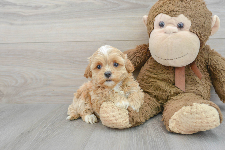 Shih Poo Puppy for Adoption