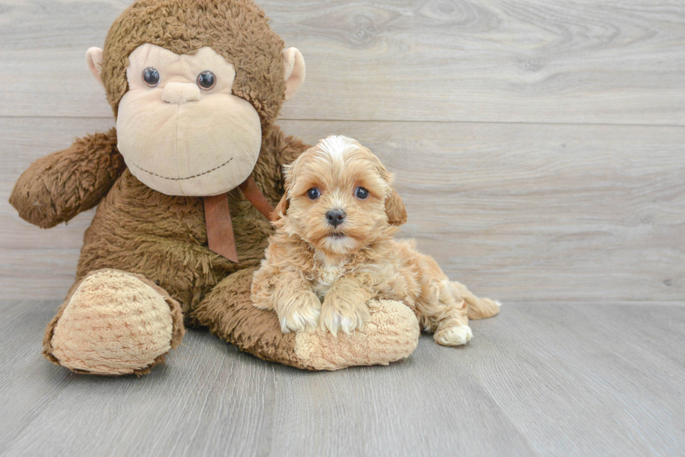 Playful Shihpoo Poodle Mix Puppy