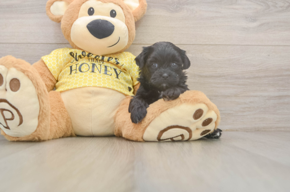 5 week old Shih Poo Puppy For Sale - Premier Pups