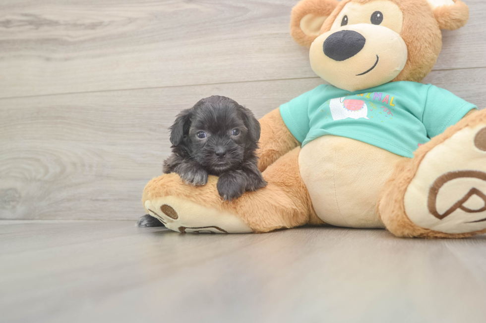 Meet Daffy - our Shih Poo Puppy Photo  2/3 - Premier Pups Funny Shih Poo Poodle Mix Pup