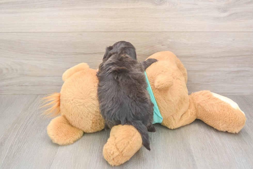 Meet Daffy - our Shih Poo Puppy Photo  3/3 - Premier Pups Playful Shih Poo Poodle Mix Puppy