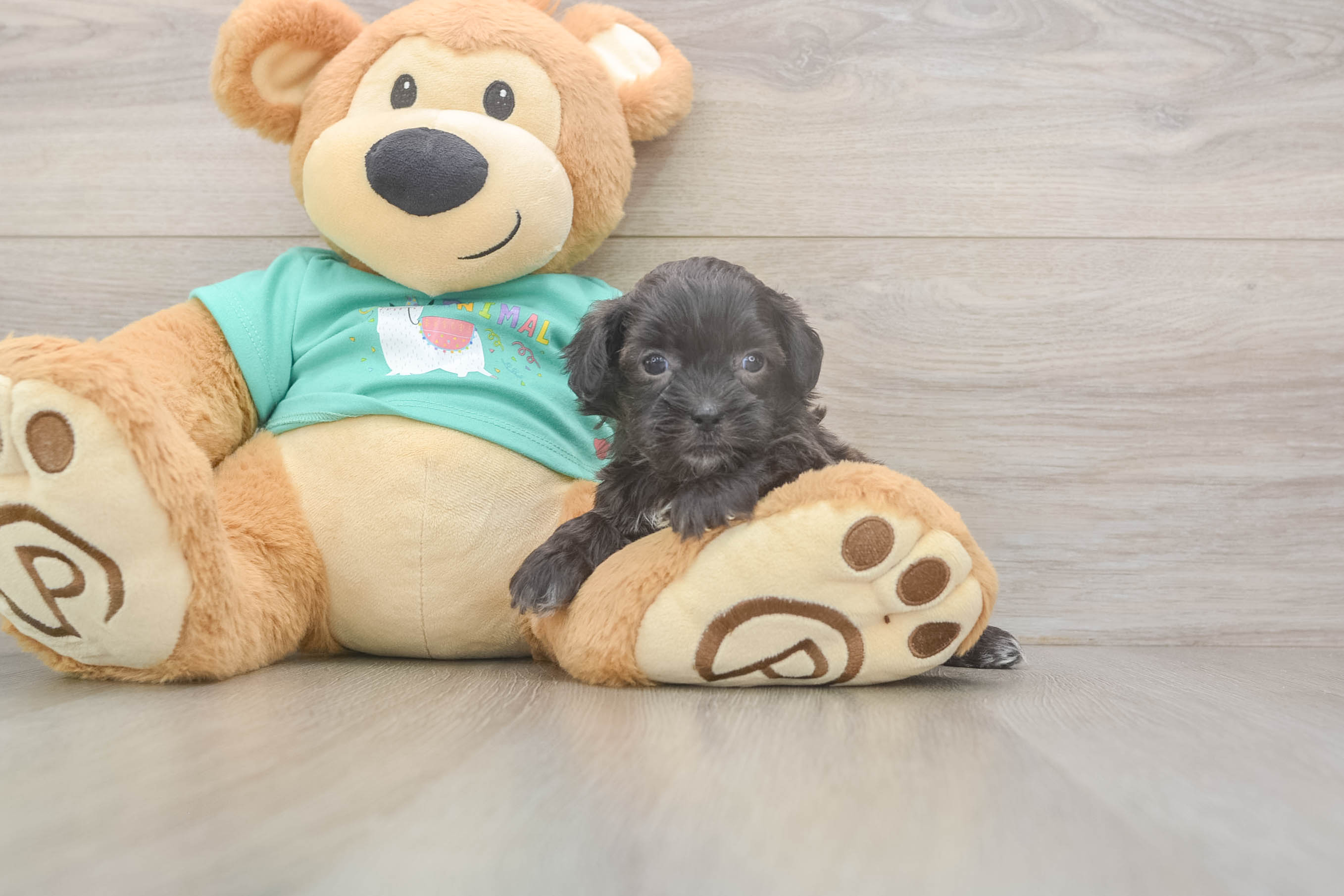 Adorable Shih Poo Poodle Mix Puppy