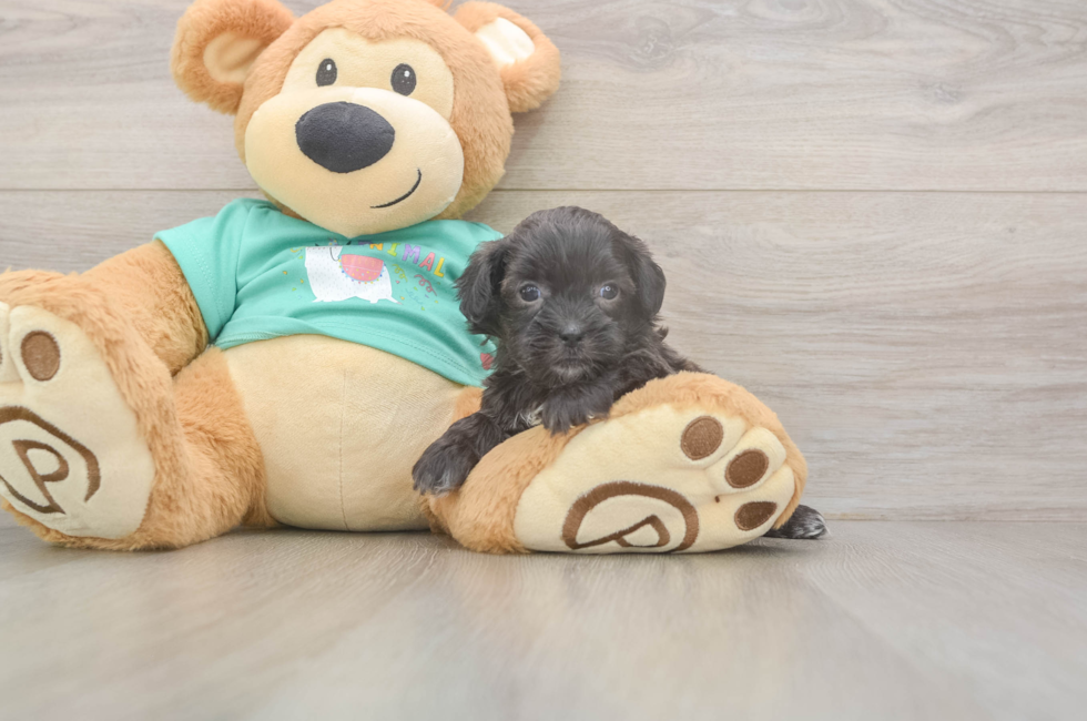 5 week old Shih Poo Puppy For Sale - Premier Pups