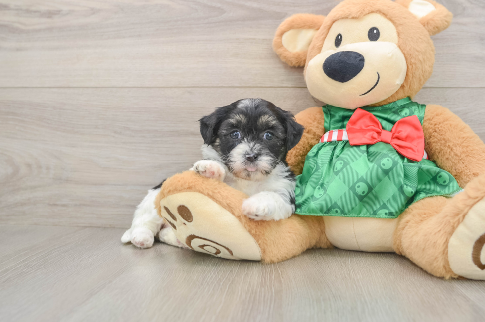 5 week old Shih Poo Puppy For Sale - Premier Pups