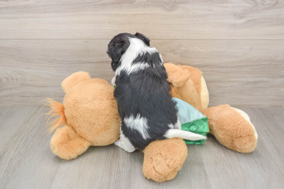 Shih Poo Pup Being Cute