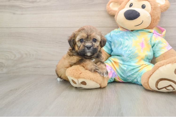 Petite Shih Poo Poodle Mix Pup
