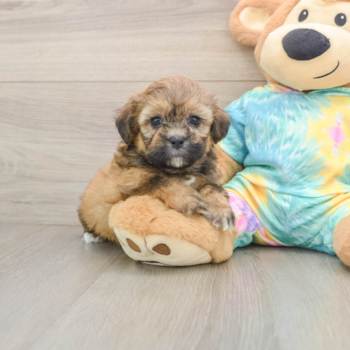 Petite Shih Poo Poodle Mix Pup