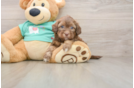 Popular Shih Poo Poodle Mix Pup