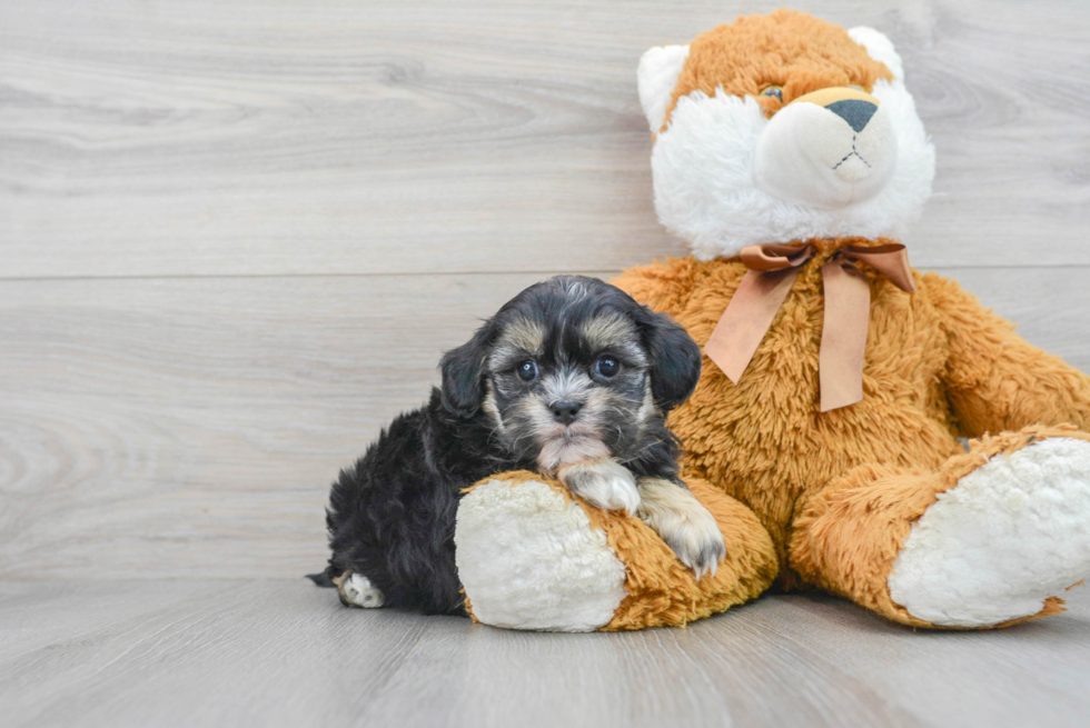 Shih Poo Puppy for Adoption