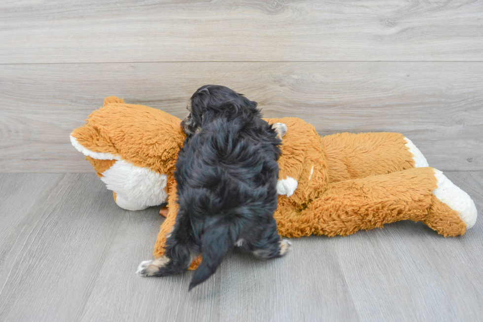 Friendly Shih Poo Baby