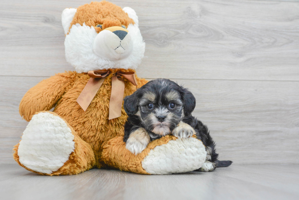 Shih Poo Pup Being Cute