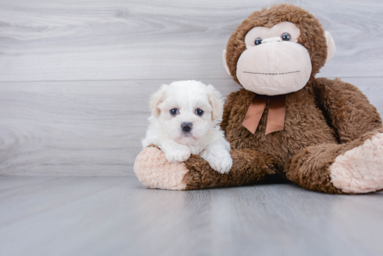 Shih Poo Pup Being Cute